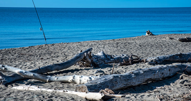 Marina di Alberese: la spiaggia dei tronchi